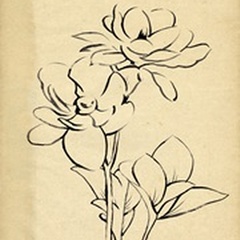 Magnolia Sketch II