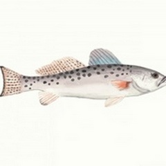 Watercolor Deep Sea Fish IV