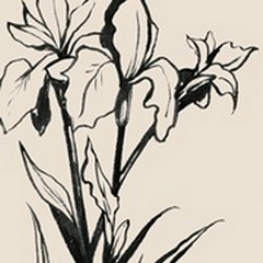 Iris Sketch III