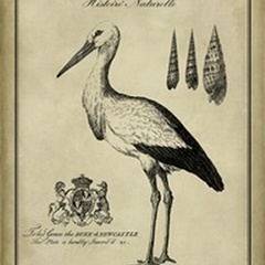 Antiquarian Stork
