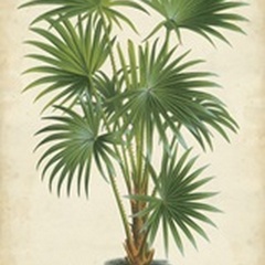 Palm of the Tropics IV