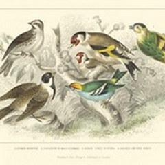 Goldfinch  Buntings & Wrens