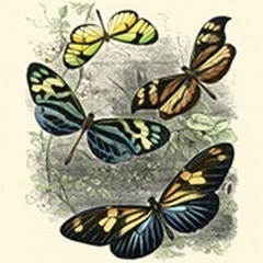 Butterfly Sanctuary I