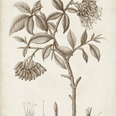 Antique Sepia Botanicals I