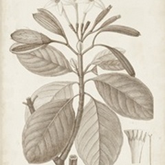 Antique Sepia Botanicals VIII