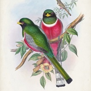 Gould Tropical Birds VII