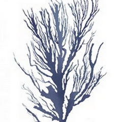 Seaweed 3 Blue
