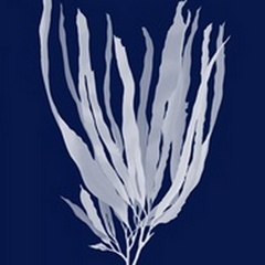Seaweed 1 White on Navy Blue