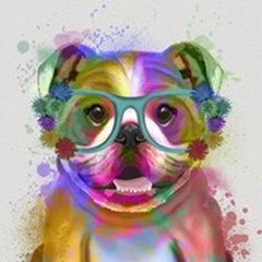 English Bulldog Rainbow Splash
