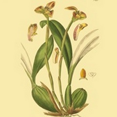 Ridgeway Orchids IV