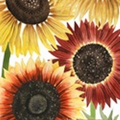 Sunflower Harvest Collection B
