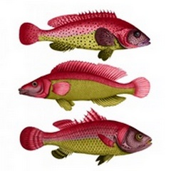 Red and Yellow Fantasy Fish Trio