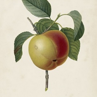 Redoute's Fruit IV