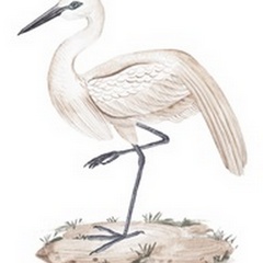 A White Heron III