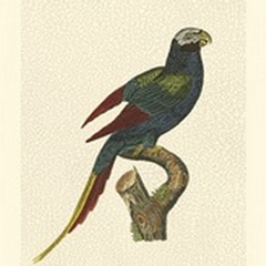 Crackled Antique Parrot III