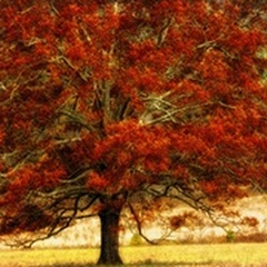 Autumn Oak I