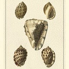 Crackled Antique Shells IV