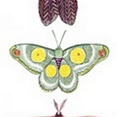 Moth Fairies I