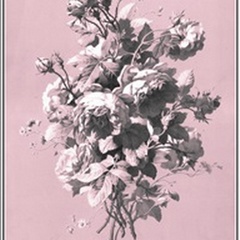 Dussurgey Roses on Pink