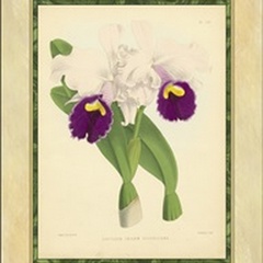 Fitch Orchid I