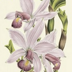 Delicate Orchid I