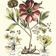 Framboise Floral I