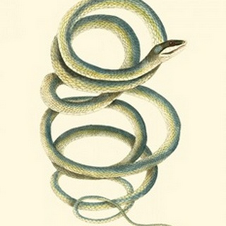 Vibrant Snake II