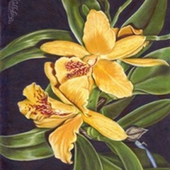 Vibrant Orchid I