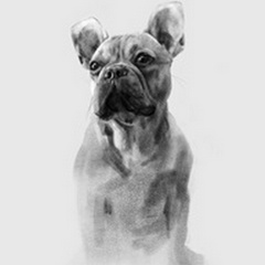 Pug Portrait I
