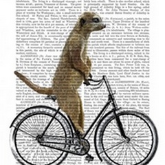 Meerkat on Bicycle