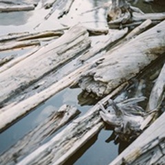 Lakeside Driftwood III