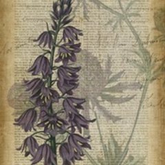 Fuchsia Flowers IV