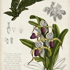 Orchid Field Notes I