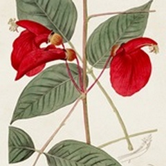 Flora of the Tropics II