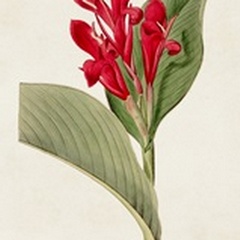 Flora of the Tropics IV