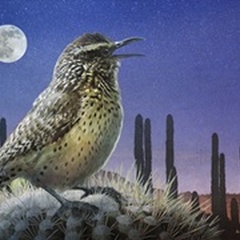 Saguaro Cactus Wren by Moonlight