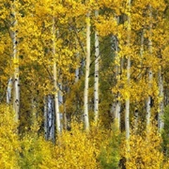 Yellow Woods II