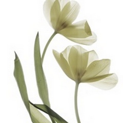Xray Tulip I
