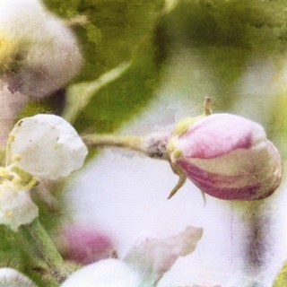 Apple Blossom I