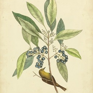 Catesby Bird and Botanical V