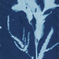 Cyanotype No.17