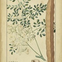 Vintage Turpin Botanical V
