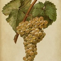Vintage Vines III