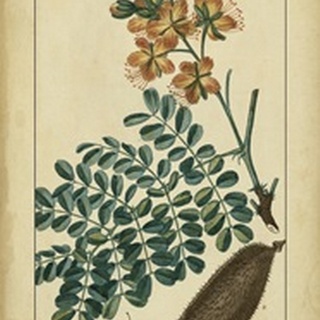 Vintage Turpin Botanical VI