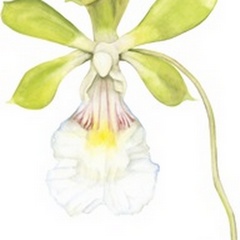 Small Orchid Beauty I