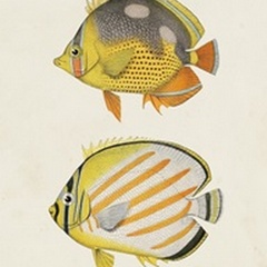 Yellow & Grey Fish IV