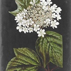 Dramatic White Flowers III