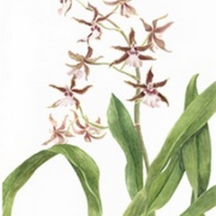 Orchid Study III