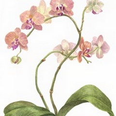 Orchid Study IV