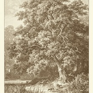 Sepia Oak Tree